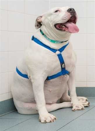 Kilolarıyla fenomen olan köpekler