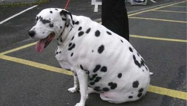 Kilolarıyla fenomen olan köpekler