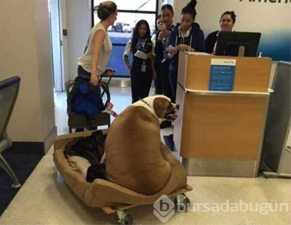 Kilolarıyla fenomen olan köpekler