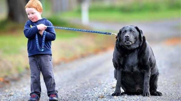 Kilolarıyla fenomen olan köpekler