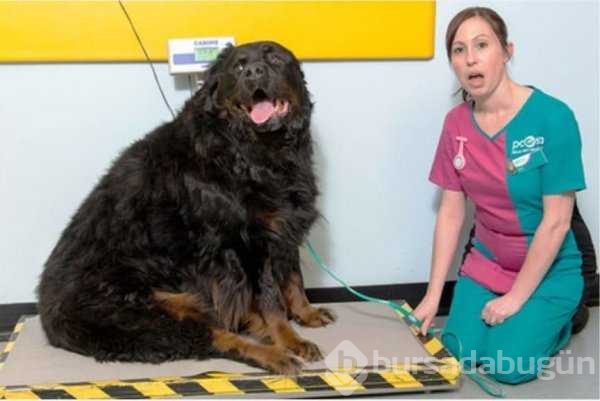Kilolarıyla fenomen olan köpekler