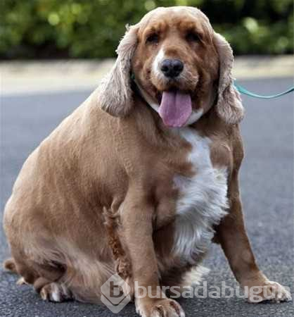 Kilolarıyla fenomen olan köpekler