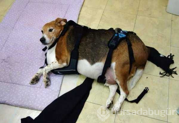 Kilolarıyla fenomen olan köpekler