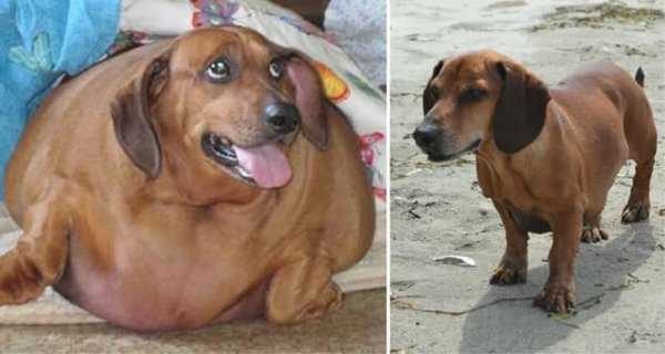 Kilolarıyla fenomen olan köpekler