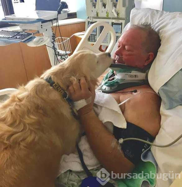 Dünyanın en sadık dostları köpekler
