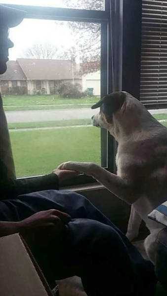 Dünyanın en sadık dostları köpekler
