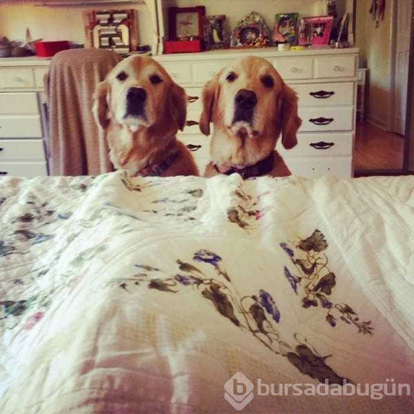 Dünyanın en sadık dostları köpekler
