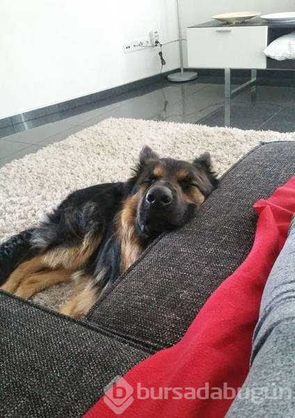 Dünyanın en sadık dostları köpekler
