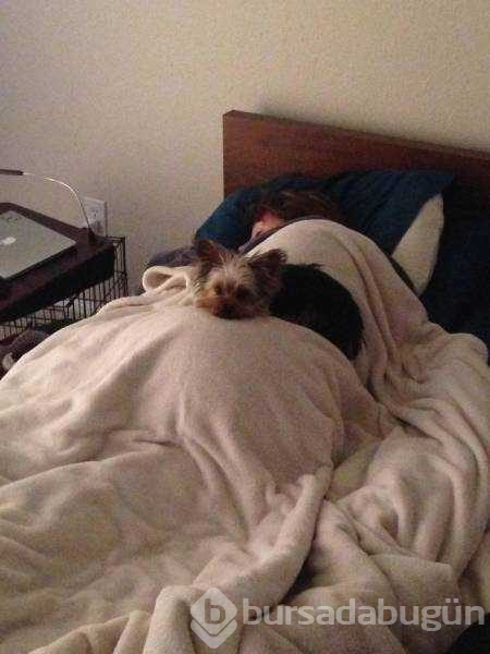 Dünyanın en sadık dostları köpekler
