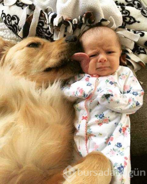 Dünyanın en sadık dostları köpekler
