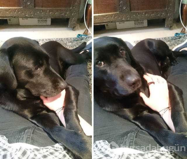 Dünyanın en sadık dostları köpekler
