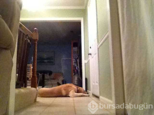 Dünyanın en sadık dostları köpekler

