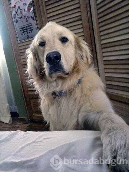 Dünyanın en sadık dostları köpekler
