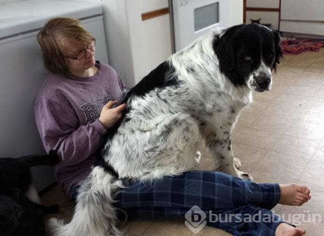 Dünyanın en sadık dostları köpekler
