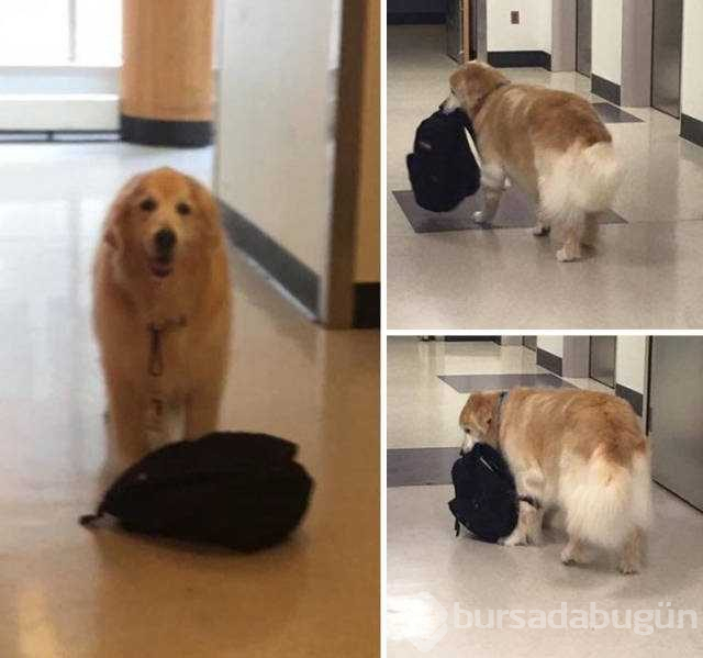 Dünyanın en sadık dostları köpekler
