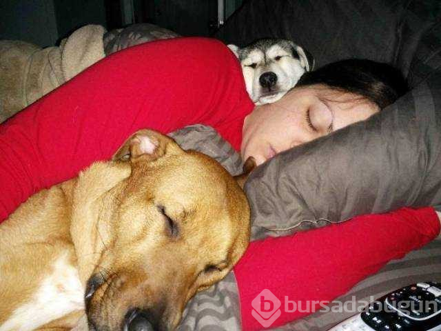 Dünyanın en sadık dostları köpekler
