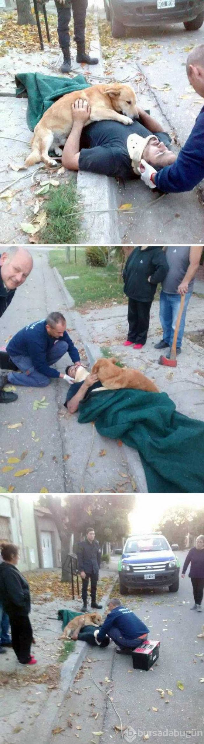 Dünyanın en sadık dostları köpekler
