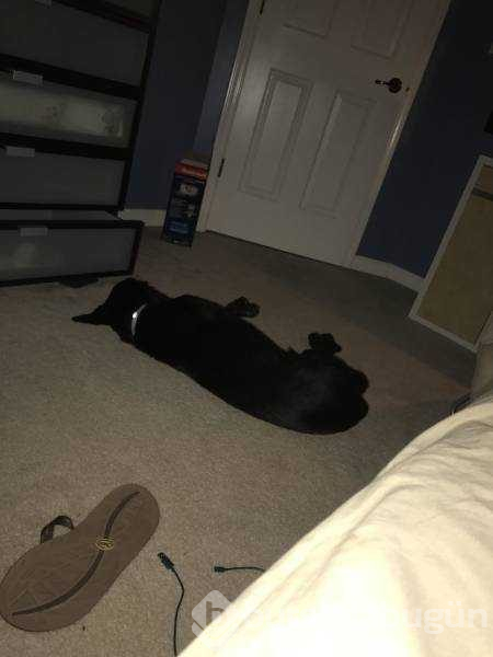 Dünyanın en sadık dostları köpekler
