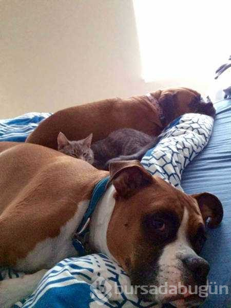 Dünyanın en sadık dostları köpekler
