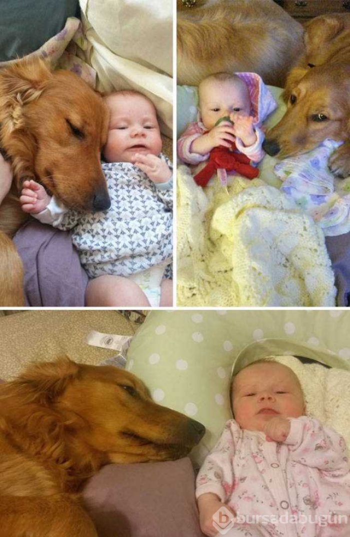Dünyanın en sadık dostları köpekler
