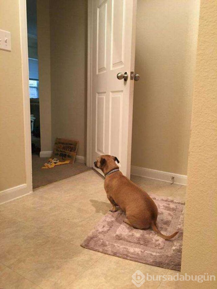 Dünyanın en sadık dostları köpekler
