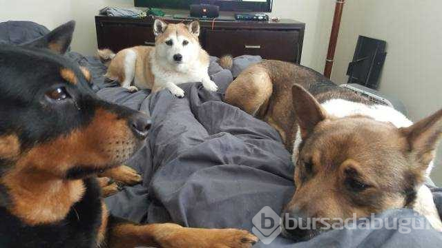 Dünyanın en sadık dostları köpekler
