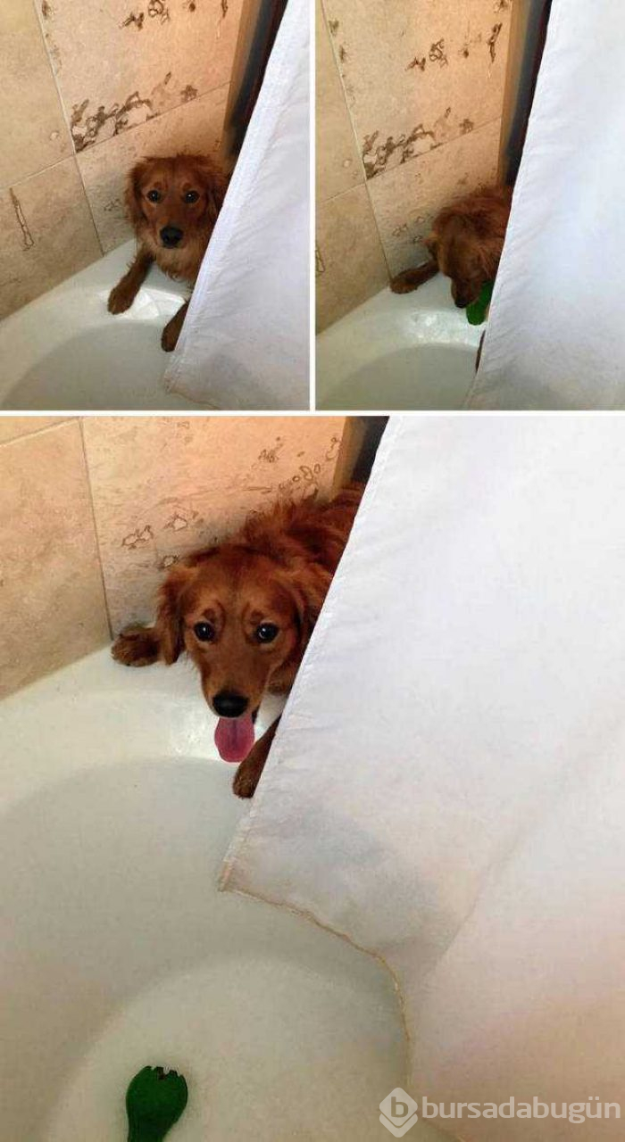 Dünyanın en sadık dostları köpekler
