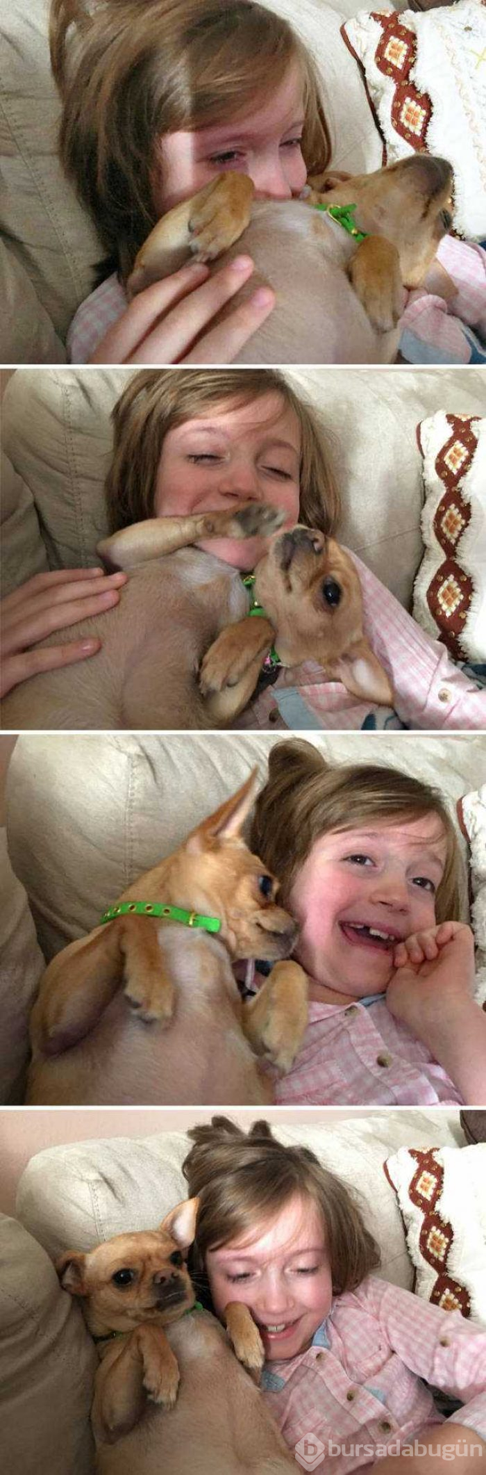 Dünyanın en sadık dostları köpekler
