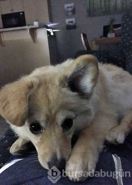 Dünyanın en sadık dostları köpekler

