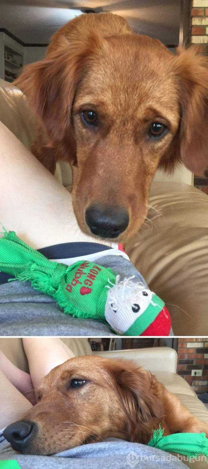 Dünyanın en sadık dostları köpekler
