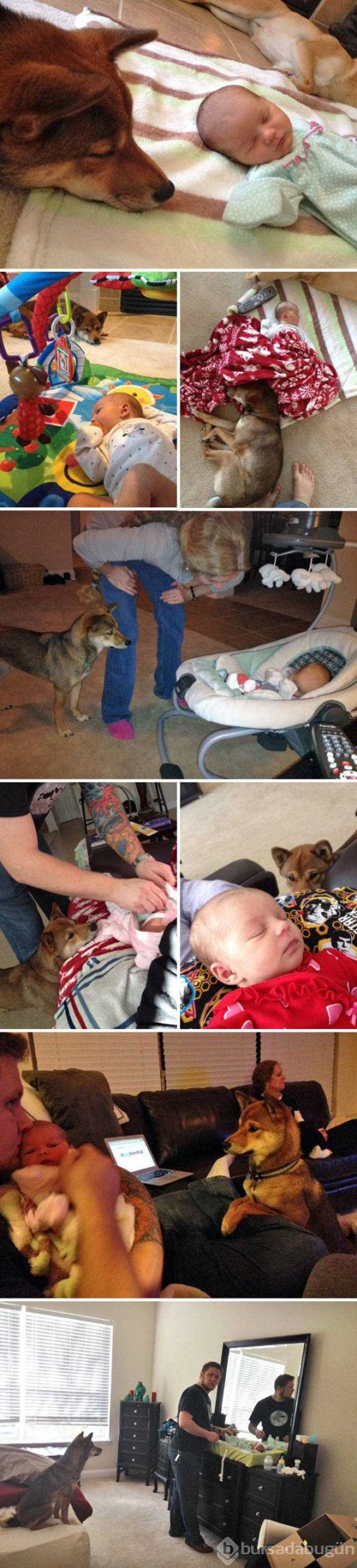Dünyanın en sadık dostları köpekler
