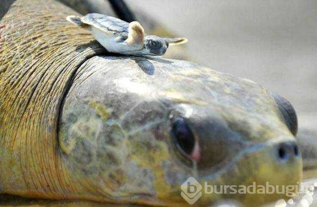Günün en çok paylaşılan fotoğrafları
