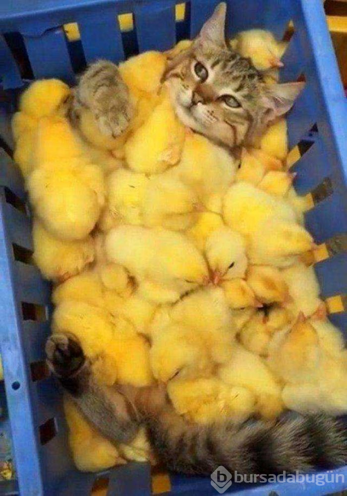 Günün en çok paylaşılan fotoğrafları
