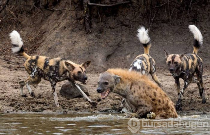 Aslanın son dakikaları

