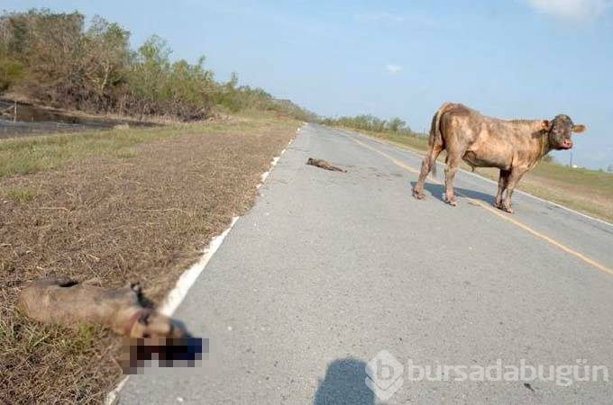 Aslanın son dakikaları
