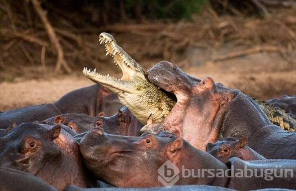 Aslanın son dakikaları
