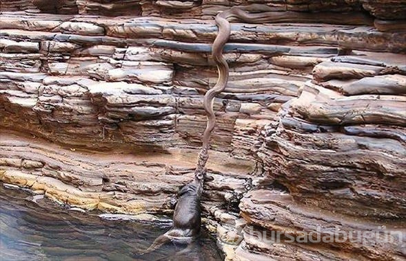 Aslanın son dakikaları
