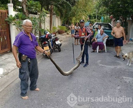 Davetsiz misafirler
