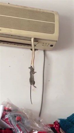 Davetsiz misafirler

