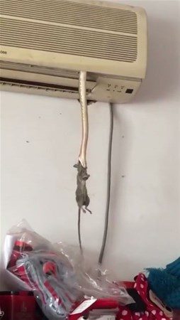 Davetsiz misafirler
