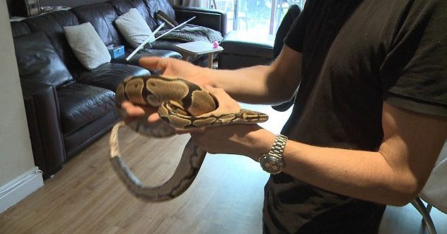 Davetsiz misafirler
