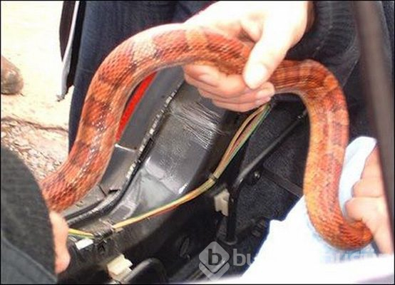 Davetsiz misafirler

