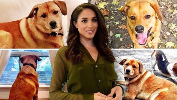 Meghan Markle'ın köpeğinin göz yaşartan hikayesi

