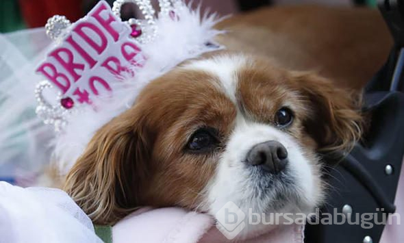 Meghan Markle'ın köpeğinin göz yaşartan hikayesi
