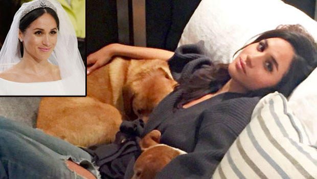 Meghan Markle'ın köpeğinin göz yaşartan hikayesi
