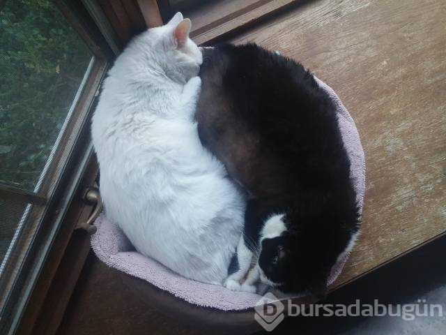 Günün en çok paylaşılan fotoğrafları
