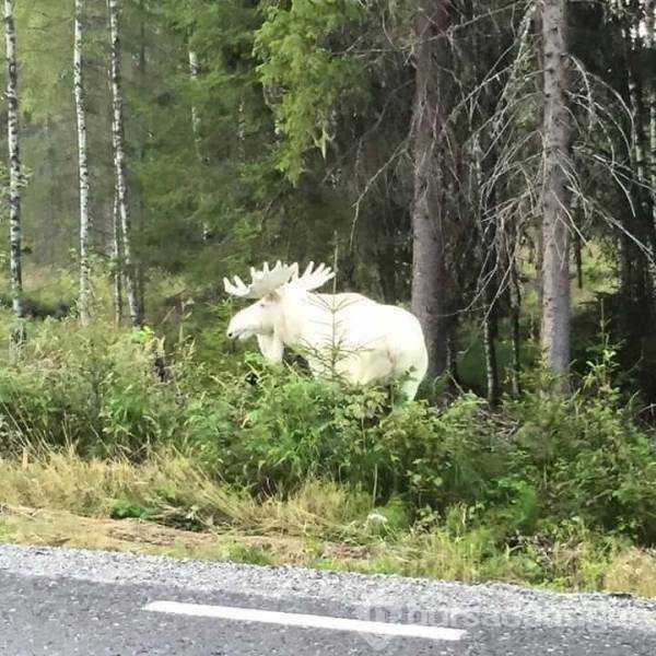 Günün en çok paylaşılan fotoğrafları
