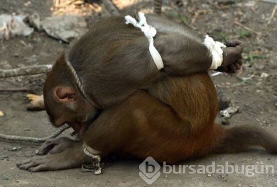 İnsanlığınızdan utandıran fotoğraflar