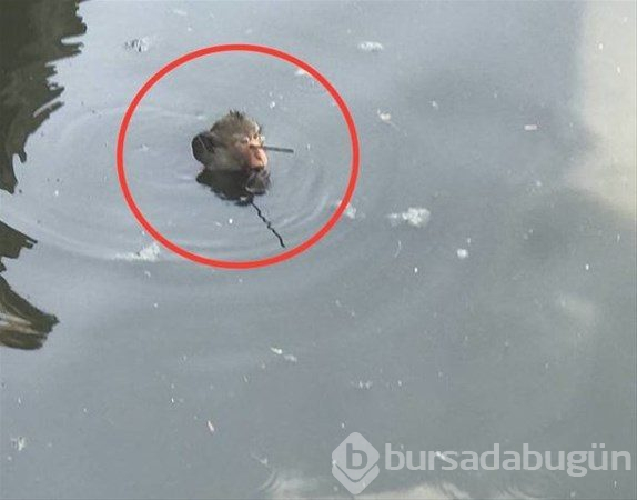 İnsanlığınızdan utandıran fotoğraflar