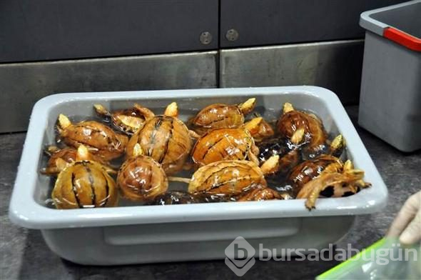 Valizden çıkanlar şoke etti
